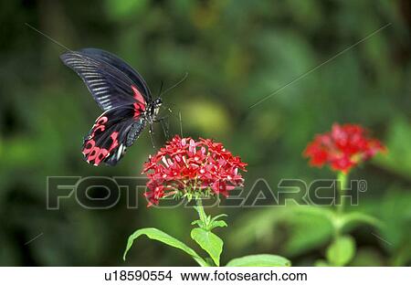 butterfly, animals, blossom, bloom, black, abloom View Large Photo Image Picture - butterfly, animals, blossom, bloom, black, abloom. Fotosearch