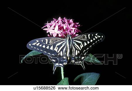 Stock Photograph - butterfly, animals, blossom, bloom, black, CLOSE, abloom. Fotosearch