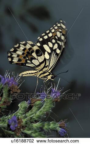 butterfly, animals, botany, blossom, bloom, CLOSE, abloom View Large Photo Image Stock Image - butterfly, animals, botany, blossom, bloom, CLOSE, abloom. Fotosearch