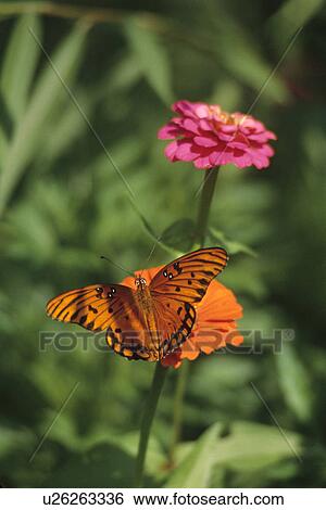 butterfly, christopher, flora, flower, harris, insect View Large Photo Image Stock Photograph - butterfly, christopher, flora, flower, harris, insect. Fotosearch