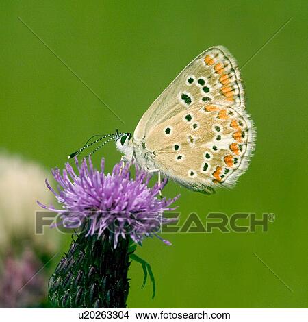 butterfly, day, close-up, CLOSE, alfred View Large Photo Image Picture - butterfly, day, close-up, CLOSE, alfred. Fotosearch