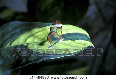 butterfly, day, close-up, CLOSE, animals View Large Photo Image Stock Image - butterfly, day, close-up, CLOSE, animals. Fotosearch