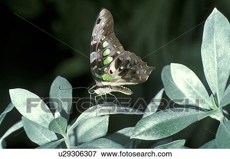 butterfly, day, close-up, CLOSE, animals View Large Photo Image Stock Photo - butterfly, day, close-up, CLOSE, animals. Fotosearch