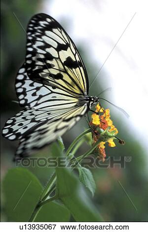 Stock Photo - Butterfly on a blossom. Fotosearch