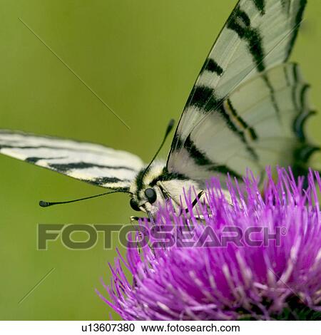 Stock Image - Butterfly on a flower . Fotosearch