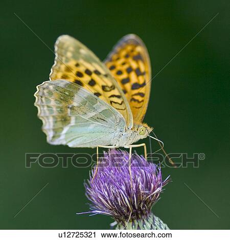 Butterfly on purple flower View Large Photo Image Stock Image - Butterfly on purple flower. Fotosearch