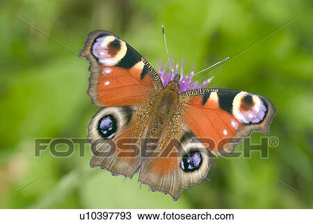 Butterfly View Large Photo Image Stock Image - Butterfly. Fotosearch