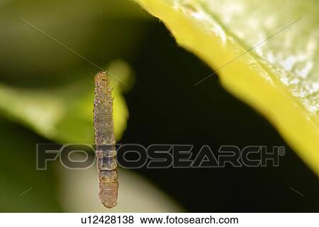 caterpillar, grass, ix, macro photography, Makrophotographie, insect, butterfly View Large Photo Image Stock Photo - caterpillar, grass, ix, macro photography, Makrophotographie, insect, butterfly. Fotosearch