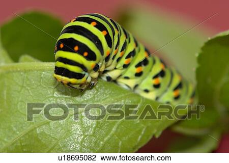 Caterpillar on a leaf View Large Photo Image Stock Image - Caterpillar on a leaf. Fotosearch