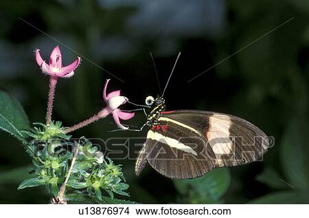 CLOSE, animals, butterfly, blossom, bloom, abloom View Large Photo Image Picture - CLOSE, animals, butterfly, blossom, bloom, abloom. Fotosearch