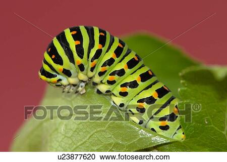 coloration, farbenvielfalt, flügeltiere, fluginsekten, form View Large Photo Image Stock Image - coloration, farbenvielfalt, flügeltiere, fluginsekten, form. Fotosearch