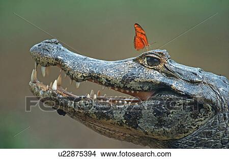 Crocodile and butterfly View Large Photo Image Picture - Crocodile and butterfly. Fotosearch