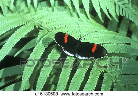 day, black, close-up, CLOSE, butterfly, fern, animals View Large Photo Image Stock Photo - day, black, close-up, CLOSE, butterfly, fern, animals. Fotosearch