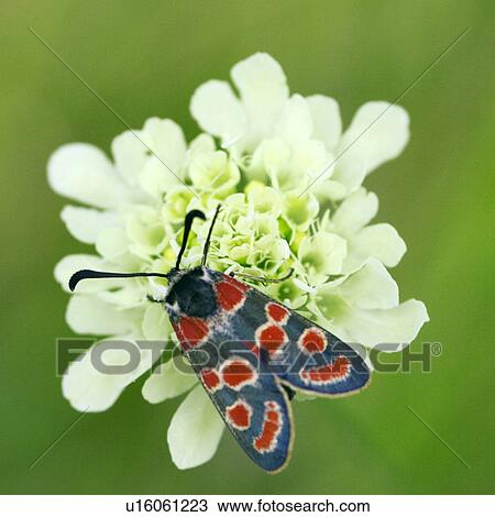 day, blue, close-up, CLOSE, butterfly, alfred View Large Photo Image Stock Image - day, blue, close-up, CLOSE, butterfly, alfred. Fotosearch