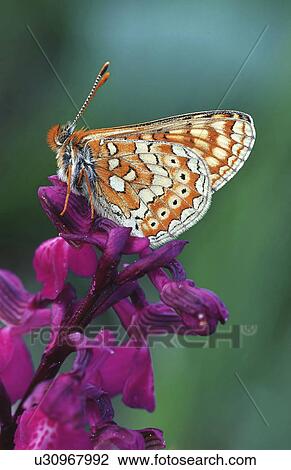 flachsee, aurinia, euphydryas, colorful, butterfly, freedom, animal View Large Photo Image Stock Image - flachsee, aurinia, euphydryas, colorful, butterfly, freedom, animal. Fotosearch