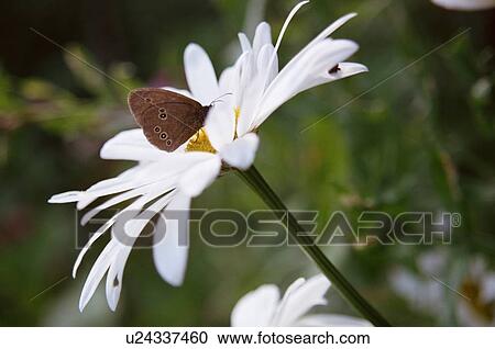 flower, nature, camomile, garden, plant, moth, butterfly View Large Photo Image Stock Image - flower, nature, camomile, garden, plant, moth, butterfly. Fotosearch