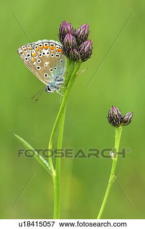 gemeiner, aargau, blaeuling, bloom, butterfly, close-up View Large Photo Image Stock Photo - gemeiner, aargau, blaeuling, bloom, butterfly, close-up. Fotosearch