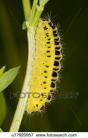 gemeiner, wiesenblume, wiesenbewohner, wiesen, weide, alfred View Large Photo Image Stock Photo - gemeiner, wiesenblume, wiesenbewohner, wiesen, weide, alfred. Fotosearch