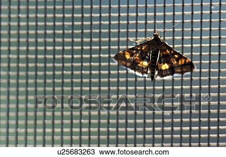 gittermuster, aspiration, back light, background, butterfly, calf, flying lattices View Large Photo Image Stock Image - gittermuster, aspiration, back light, background, butterfly, calf, flying lattices. Fotosearch
