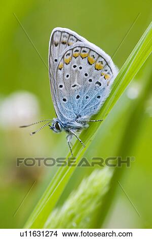 Gray butterfly View Large Photo Image Picture - Gray butterfly. Fotosearch