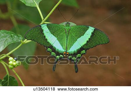 Green butterfly View Large Photo Image Stock Photo - Green butterfly. Fotosearch