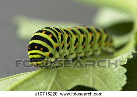 Green striped caterpillar View Large Photo Image Stock Photo - Green striped caterpillar. Fotosearch