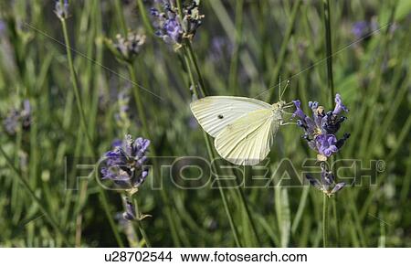 Ivory colored butterfly View Large Photo Image Picture - Ivory colored butterfly. Fotosearch