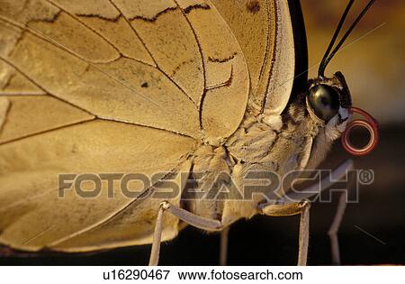 Stock Photo - Jan, autumn, close-up, CLOSE, butterfly, animals. Fotosearch