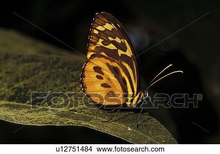 Jan, botany, close-up, CLOSE, butterfly, animals View Large Photo Image Picture - Jan, botany, close-up, CLOSE, butterfly, animals. Fotosearch
