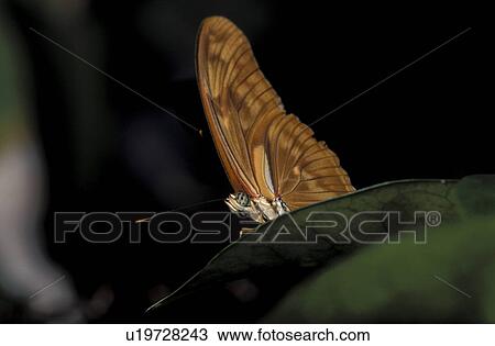 Jan, botany, close-up, CLOSE, butterfly, animals View Large Photo Image Stock Image - Jan, botany, close-up, CLOSE, butterfly, animals. Fotosearch