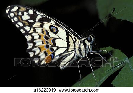 Stock Photo - Jan, botany, close-up, CLOSE, butterfly, animals. Fotosearch