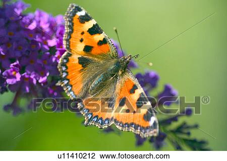 Orange butterfly up-close View Large Photo Image Stock Image - Orange butterfly up-close. Fotosearch