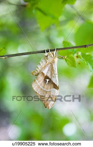 tau, aglia, alfred, animal, animals, butterflies View Large Photo Image Stock Photography - tau, aglia, alfred, animal, animals, butterflies. Fotosearch