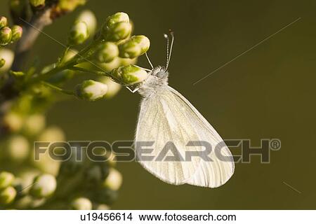 tau, wiesenblume, wiesenbewohner, alfred, animal, animals View Large Photo Image Picture - tau, wiesenblume, wiesenbewohner, alfred, animal, animals. Fotosearch