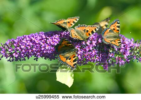 Stock Photography - Tortoiseshell Butterflies. Fotosearch