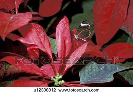Stock Image - weihnachtsstern, butterfly, christmas, Christmas, CLOSE, close-up, day. Fotosearch