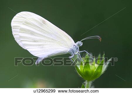 White butterflies View Large Photo Image Stock Photo - White butterflies . Fotosearch