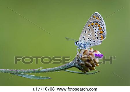 wiesen, weide, wiesenblume, wiesenbewohner, alfred, animal View Large Photo Image Stock Photo - wiesen, weide, wiesenblume, wiesenbewohner, alfred, animal. Fotosearch