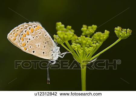 Stock Image - wiesenbewohner, alfred, animal, animals, blue, butterflies. Fotosearch