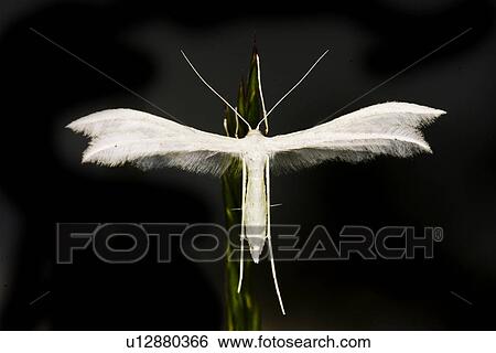 wiesenbewohner, alfred, animal, animals, butterflies, butterfly View Large Photo Image Stock Photograph - wiesenbewohner, alfred, animal, animals, butterflies, butterfly. Fotosearch