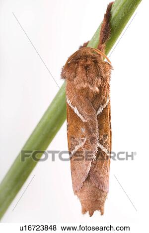 wiesenbewohner, freigestellt, alfred, animal, animals, butterflies View Large Photo Image Stock Photo - wiesenbewohner, freigestellt, alfred, animal, animals, butterflies. Fotosearch