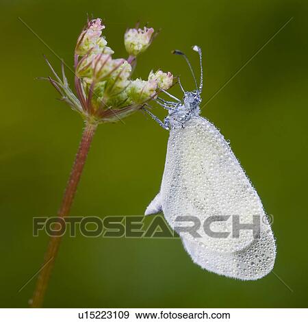 wiesenbewohner, tau, wiesenblume, alfred, animal, animals View Large Photo Image Stock Photo - wiesenbewohner, tau, wiesenblume, alfred, animal, animals. Fotosearch