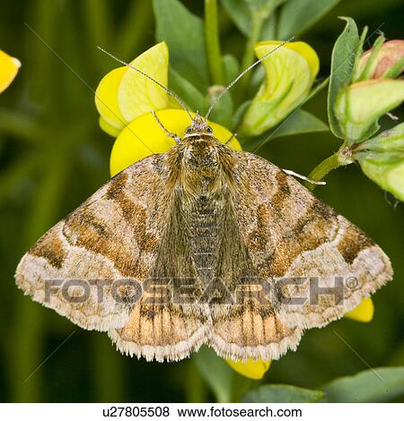 wiesenbewohner, wiesen, weide, wiesenblume, alfred, animal View Large Photo Image Stock Photo - wiesenbewohner, wiesen, weide, wiesenblume, alfred, animal. Fotosearch