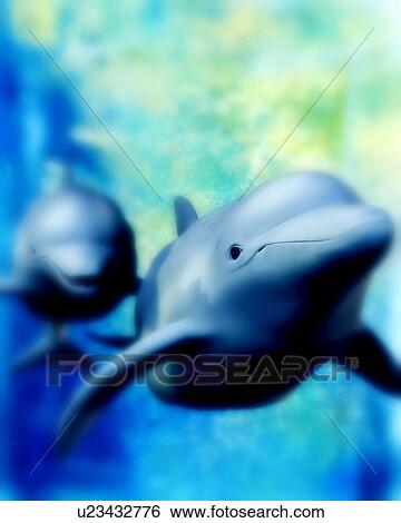 blue, delphinus, delphinidae, delphine, animals View Large Photo Image Stock Photograph - blue, delphinus, delphinidae, delphine, animals. Fotosearch