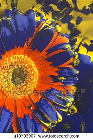 stempel, abloom, bloom, blooms, blossom, blue, bot View Large Photo Image Stock Photo - stempel, abloom, bloom, blooms, blossom, blue, bot. Fotosearch