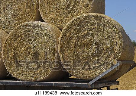 Stock Photo - A wagon with round bails. Fotosearch