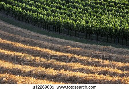 Agricultural fields View Large Photo Image Stock Photography - Agricultural fields. Fotosearch