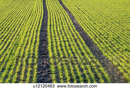 Agriculture in Austria View Large Photo Image Stock Image - Agriculture in Austria. Fotosearch