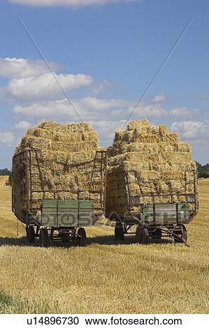 ballen, wagen, agriculture, blue, day, field View Large Photo Image Stock Image - ballen, wagen, agriculture, blue, day, field. Fotosearch