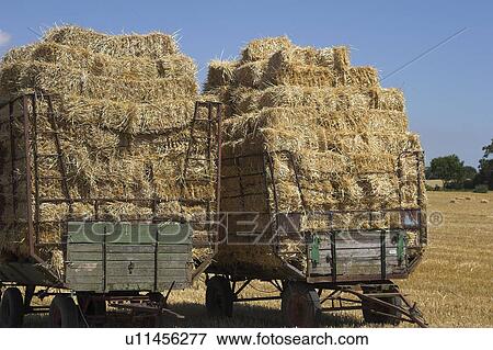 ballen, wagen, agriculture, blue, day, field View Large Photo Image Stock Photo - ballen, wagen, agriculture, blue, day, field. Fotosearch